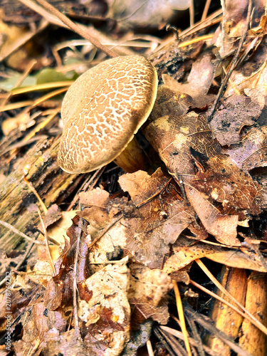 Wild blueing bolete mushroom growing among fallen leaves in forest  