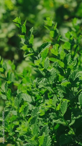 Dense herb leaves fill frame in bright daylight, with sharp foreground texture and soft blurred backdrop
