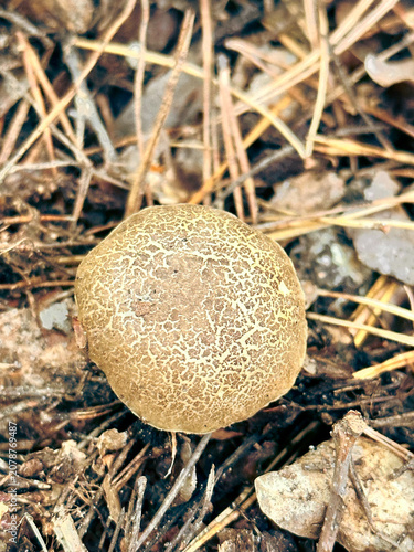 Blueing bolete mushroom on forest floor surrounded by pine needles  