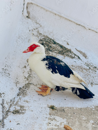 Muscovy duck standing on ground with white background and leaves  