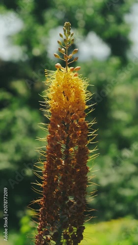 Single wildflower spike shows yellow tip fading into brown textured section in soft glow, with, showing