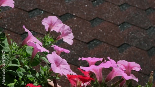 Blooming pink and red petunias are fluttering in the wind against the background of a roof with red bitumen shingles (flexible shingles). Copy space