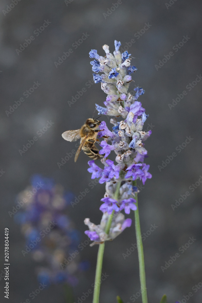 Obraz premium Biene auf lila Blume