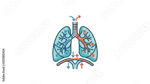 Bild auf Leinwand Human Lungs Anatomy Illustration Showing Respiration Process.