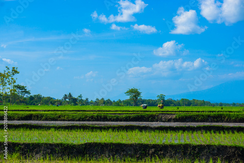 Fotografie green field and blue sky