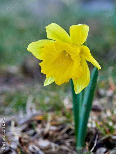 The Trumpet Narcissus: A Spring Wildflower
