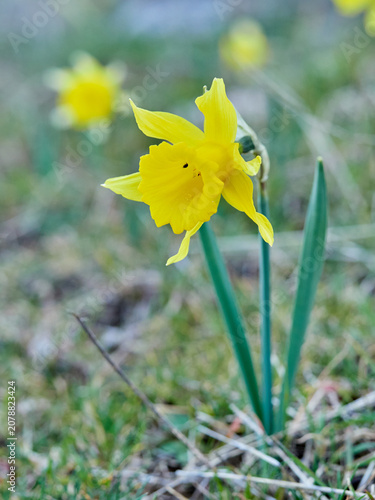The Trumpet Narcissus: A Spring Wildflower