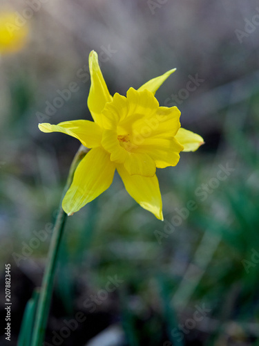 The Trumpet Narcissus: A Spring Wildflower
