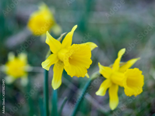 The Trumpet Narcissus: A Spring Wildflower