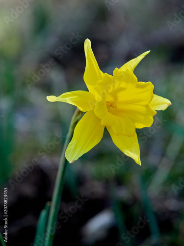 The Trumpet Narcissus: A Spring Wildflower