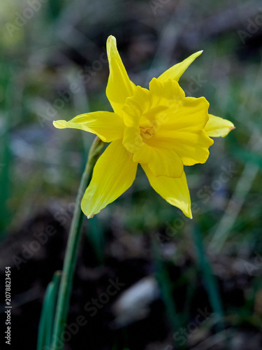 The Trumpet Narcissus: A Spring Wildflower