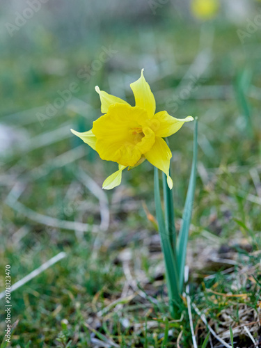 The Trumpet Narcissus: A Spring Wildflower