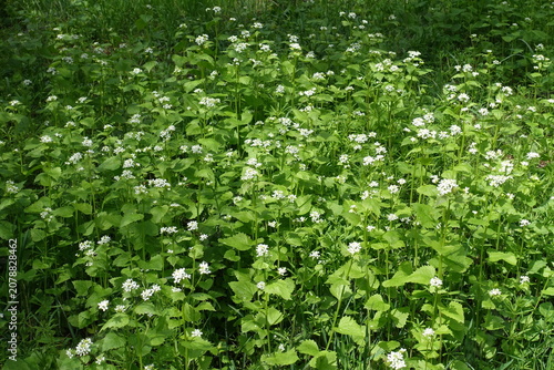 Fotografie White flower clusters of Alliaria petiolata in April