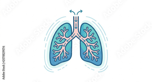 Fotografie Illustration of human lungs showing air flow.