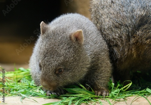 Фотография Common wombat