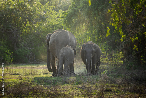 Foto Herd of elephants in the Yala National Park, Sri Lanka