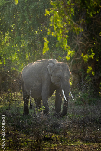 Photos An elephant (tusker) in the Yala National Park, Sri Lanka