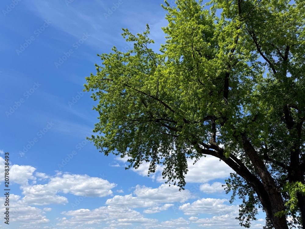 Fototapeta premium Green tree and blue sky with white fluffy clouds.