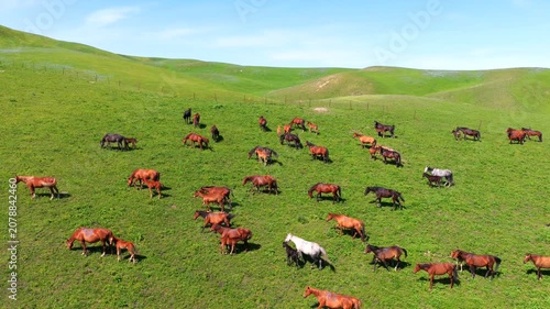 Aerial Shot of Heavenly Horse Herds on Zhaosu Grassland, Xinjiang Akhal-Teke Horses Pasture Scenery,Rolling Green Hills Pasture with Gallant Horses, Original Xinjiang Grassland Livestock Grazing View