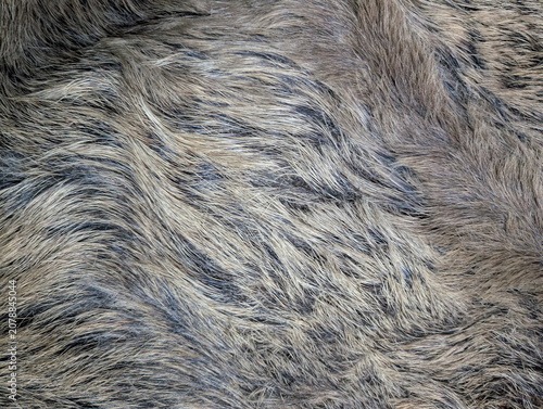 Wild Boar Fur Coarse Bristly Texture