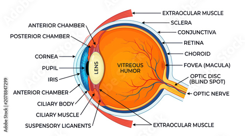 Tableau sur toile Human Eye Anatomy Detailed Diagram.