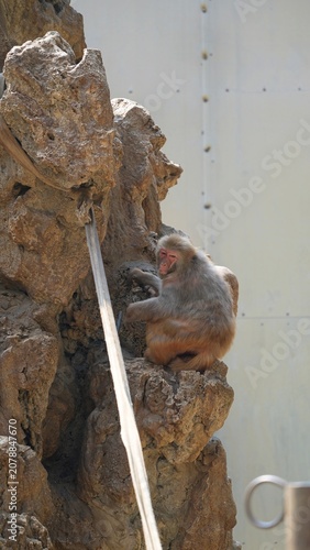 monkey sitting on big faux rockwork in the zoo, primate looking down while on the rocks