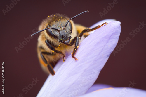 Obraz na plátne Isolated close-up portrait of a hard-working honey bee, full of pollen, perching