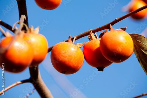 Ripe Persimmons Hanging on Tree Branch Against Blue Sky - Autumn Harvest in Tranquil Orchard