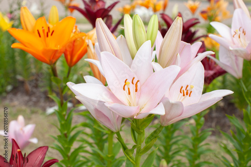 ユリの花の群生