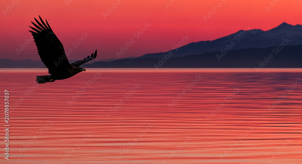 Fototapeta premium Silhouette of a large bird of prey in flight against a vibrant coral sky with silhouetted mountains and reflective water, symbolizing freedom and wildness