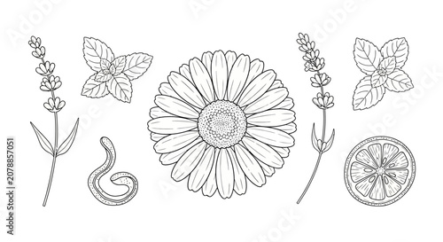 A collection of various botanical line drawings.