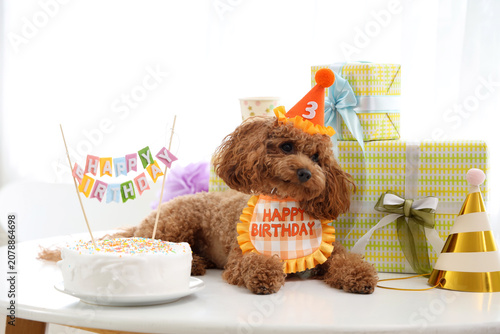 Cute Toy Poodle dog in part...