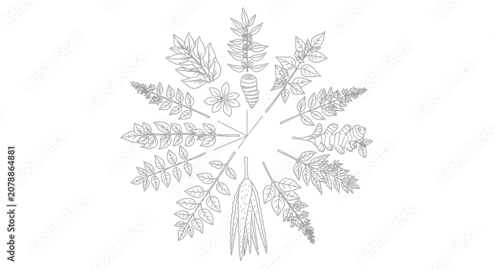 Fototapeta premium A collection of various leaf types.
