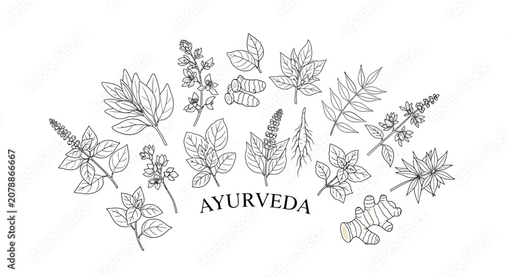 Obraz premium Ayurveda herbal illustration with various leaves.