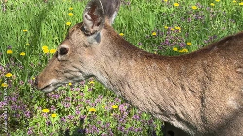 Young deer are grazing in the meadow. 