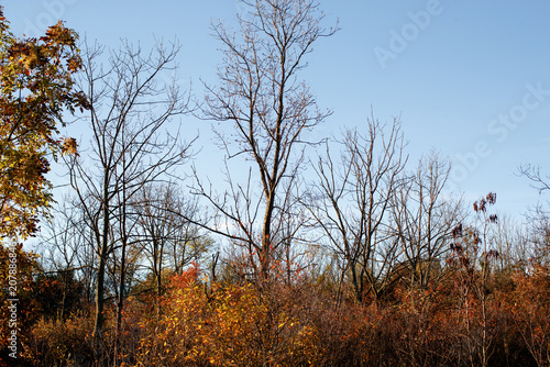 фотографія Autumn trees in November in Frauenkirchen, Austria