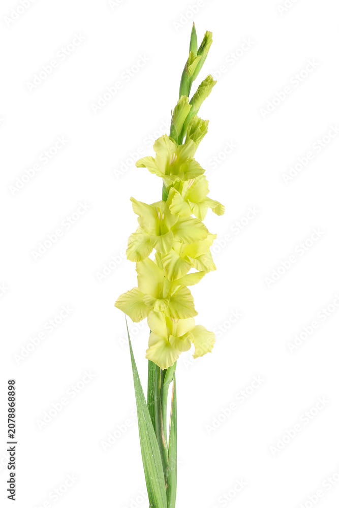 Fototapeta premium Beautiful yellow gladiolus flower on white background