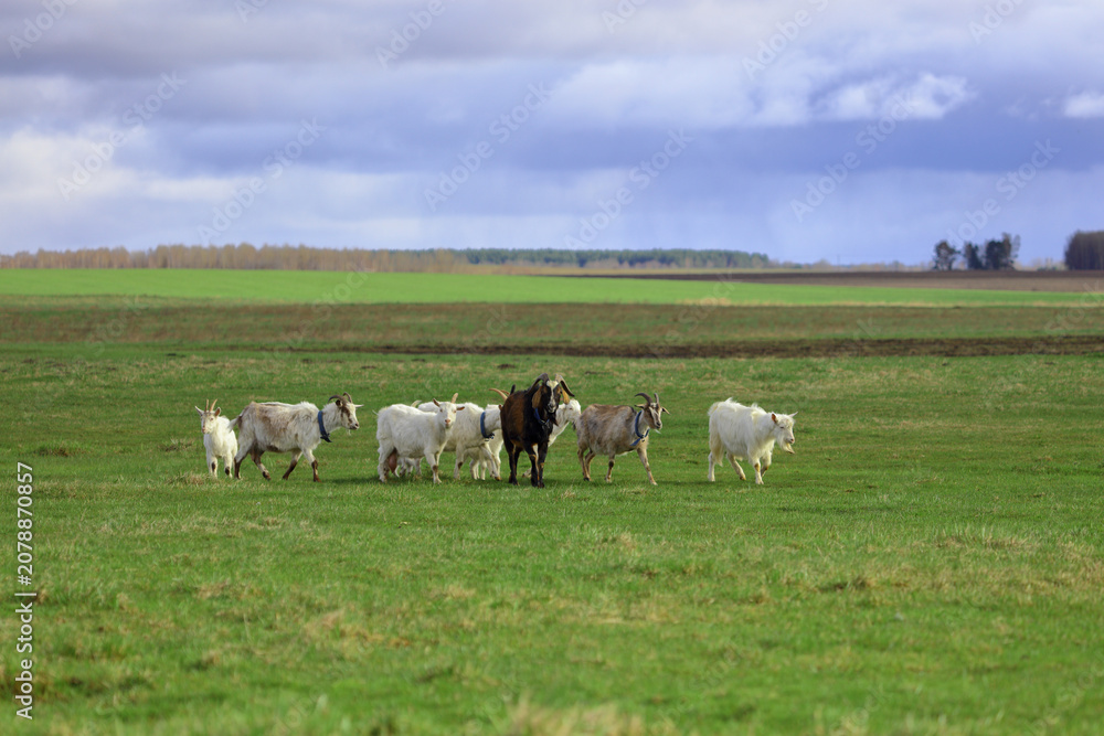 Obraz premium A herd of goats grazes on a green meadow in the background. Wide shot.