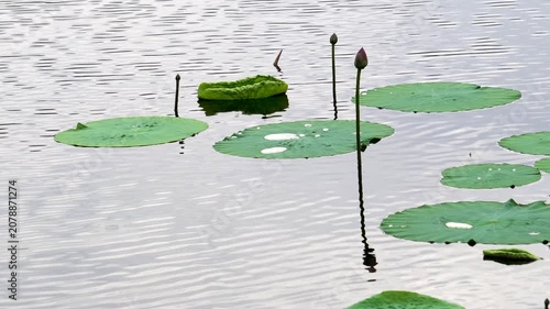 lotus in the lake in summer