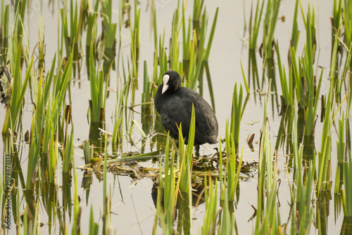 Common coot building its nest