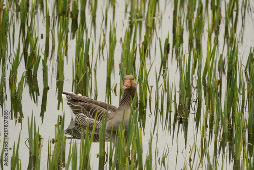 Quadro em tela Close-up of a goose in the water among aquatic vegetation