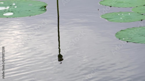 lotus in the lake in summer