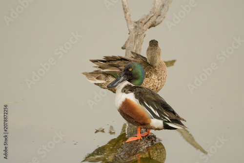 Photos Close-up of a pair of shovelers preening their feathers