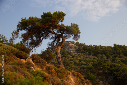 Konstfotografi Scenic landscape, lone pine tree on a rocky mountainside