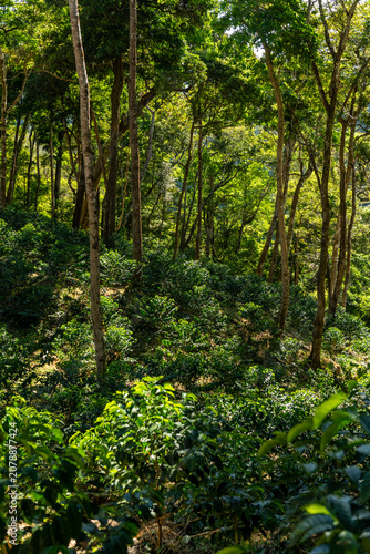 Coffee plants thriving on a lush green hillside in the tropical forest of a Panamanian farm, benefiting from the ideal climate and rich soil, Chiriqui, Central America - stock photo