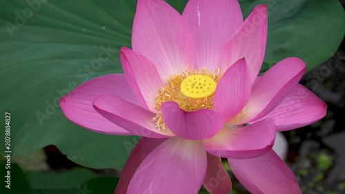 lotus flowers blooming in the lake of the summer park 
