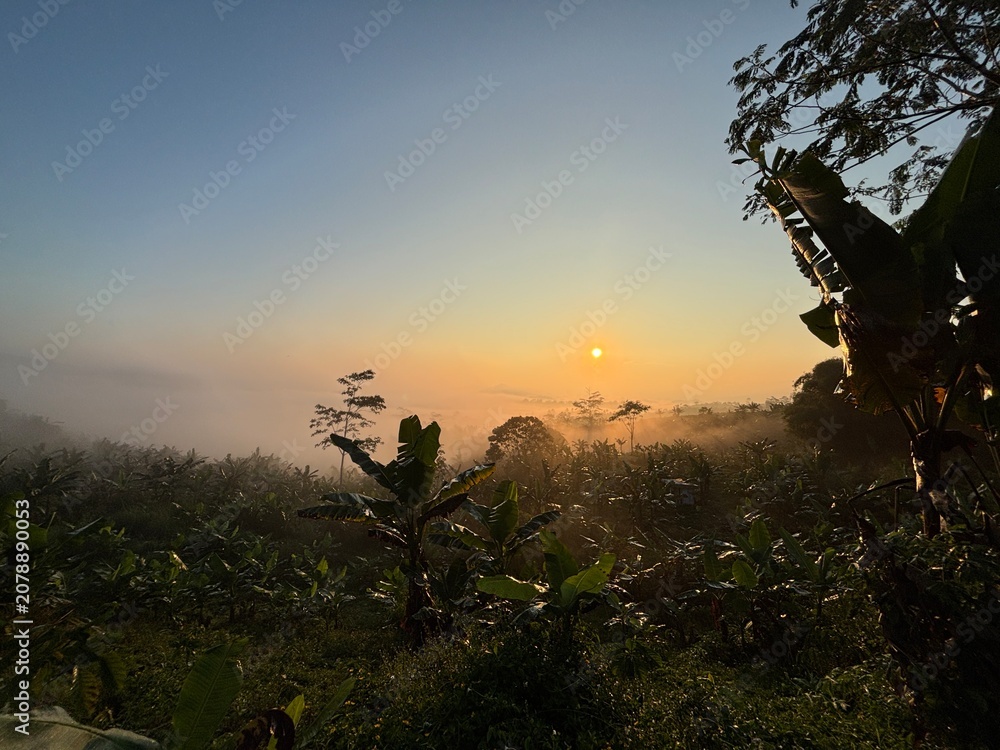 Naklejka premium Beautiful golden sunrise over a misty tropical valley with lush green banana trees on a hillside.