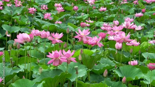 lotus flowers blooming in the lake of the summer park 