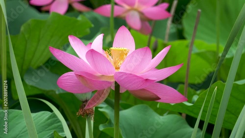 lotus flowers blooming in the lake of the summer park 