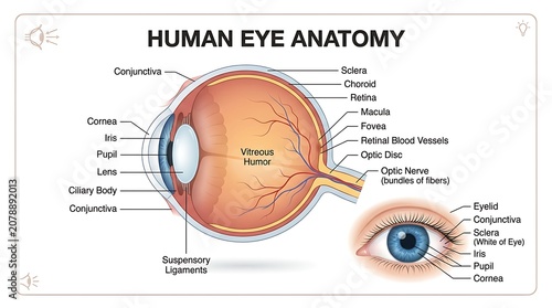 Human eye anatomy medical illustration showing internal structure and external